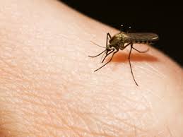 Sospensione West Nile Virus